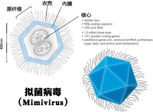 相当地大,比如说 直径为300nm的痘病毒(天花病毒便是痘病毒的一种),更