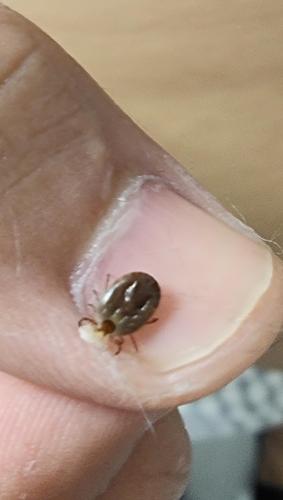 【求助】猫咪身上是蜱虫吗