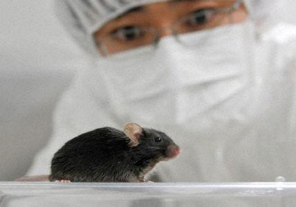 日本培育出像鸟类一样鸣叫的转基因老鼠