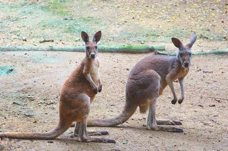【云游园】"嫌弃脸"的多彩日常
