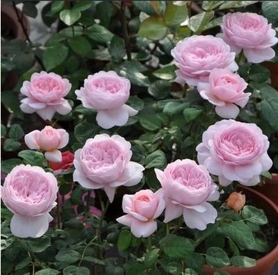 院子里种藤本月季要这样操作打造出美丽花园仿佛置身花海中