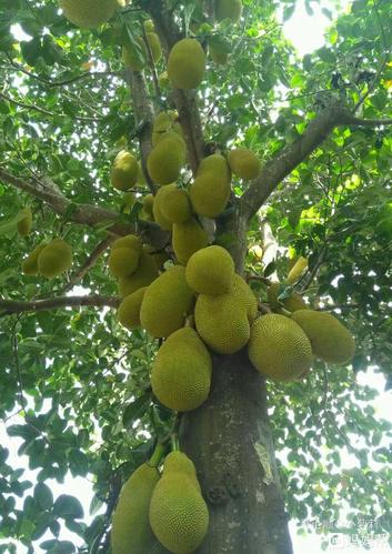 老家里的木菠萝,今年又挂满了树