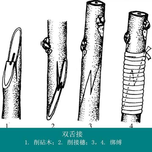 核桃树栽培技术|核桃树田间嫁接的基本方法