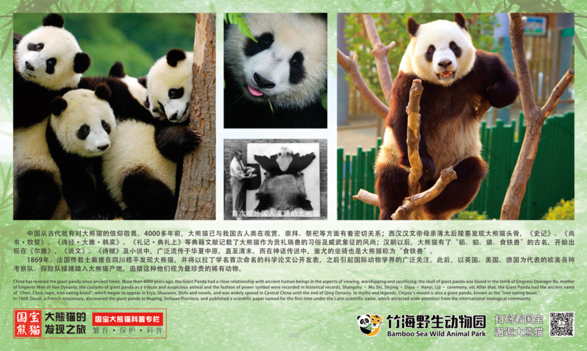 大熊猫的发现之旅