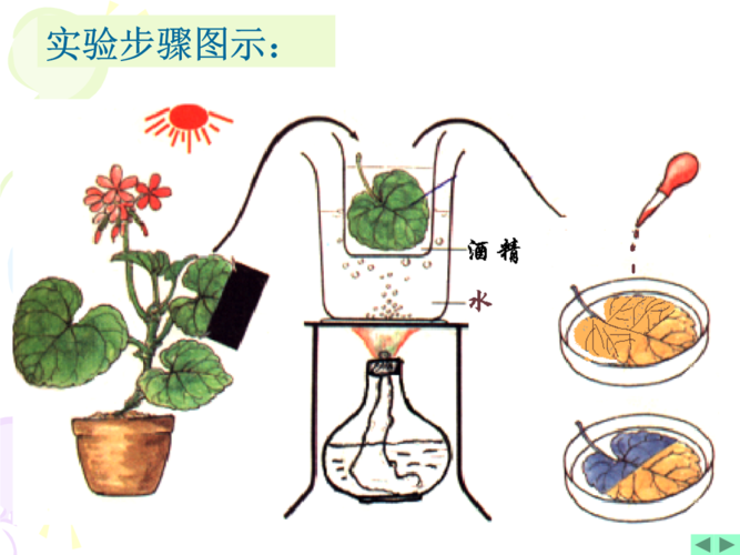 广东省深圳市文汇中学八年级下科学第二章《光合作用》课件.ppt