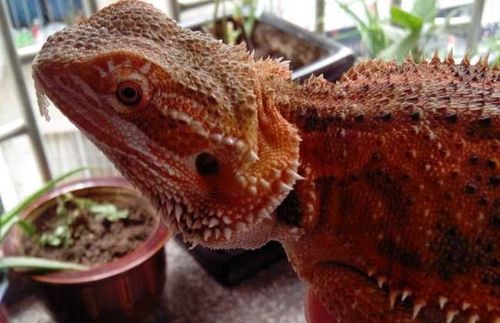 鬃狮蜥有没有毒?