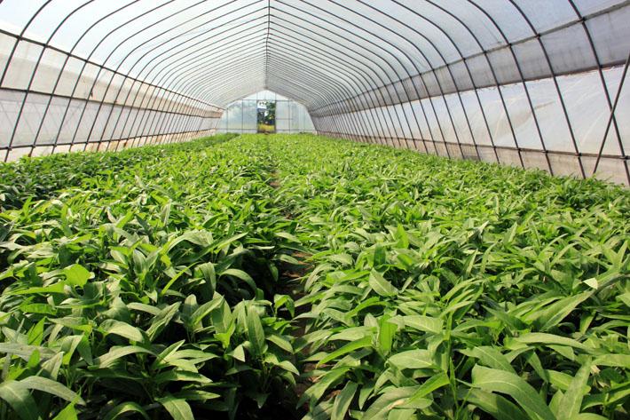 空心菜的播种与育苗_叶菜类蔬菜_学大棚蔬菜种植技术