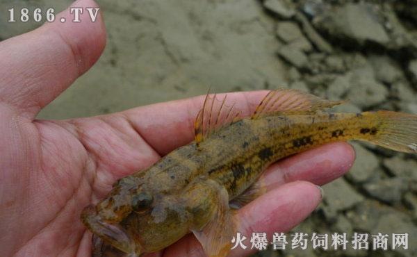 笋壳鱼多少钱一斤,笋壳鱼价格