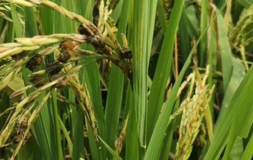 水稻稻曲病对水稻产量有何影响?