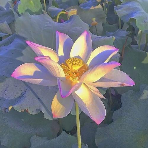 头像让这组莲花头带着你驰骋中老年人俱乐部