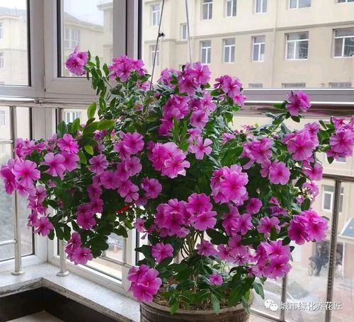 花期超长的长春花怎么养?避开几个误区,开花爆盆成花球