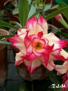 [玫蟹园]台湾原产沙漠玫瑰新品—76雪山红2年苗当年开花 5株包邮