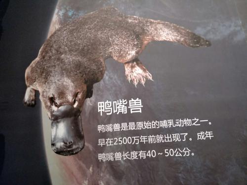 鸭嘴兽是最原始的哺乳动物之一,今天真是长见识,吼吼吼