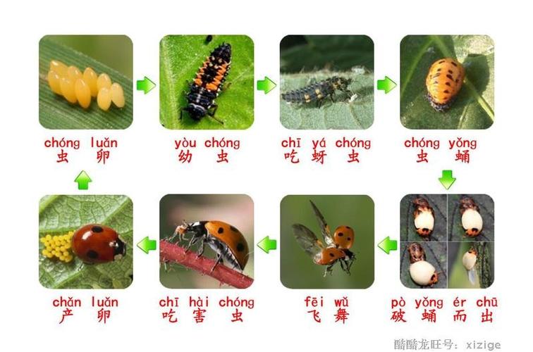 其它 小小《百科全书》 写美篇七星瓢虫是鞘翅目瓢虫科的捕食性昆虫