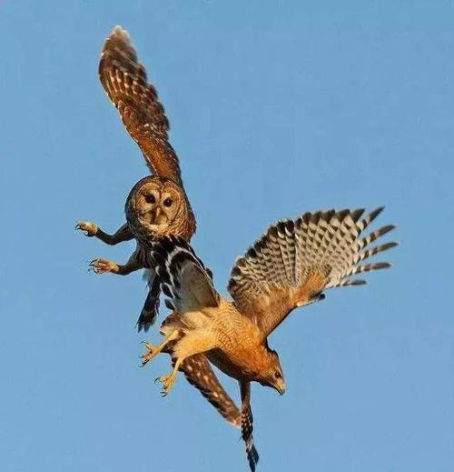 别把猫头鹰不当鹰!猫头鹰也能捕食老鹰,最怕的居然是喜鹊