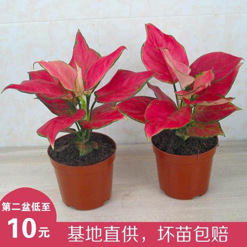 如意皇后吉利红盆栽水养水培植物好养室内绿植吉祥中国万年红花卉