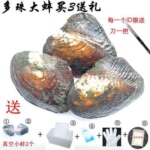 珍珠贝活体 珍珠大蚌 多珠蚌活体发货 产地 大贝 蚌农sn9141 高品多珠