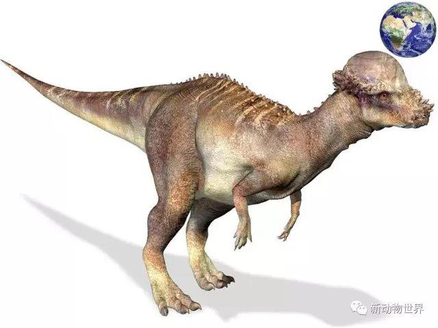 厚头龙身体结构