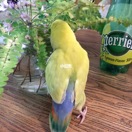 红面澳桂紫腰苹果绿_芥末_牡丹_茶色_手养牡丹鹦鹉_宠物_宠物其他