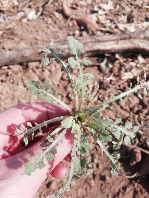 下面这棵是泥胡菜,和荠菜长得最像的一种假荠菜.