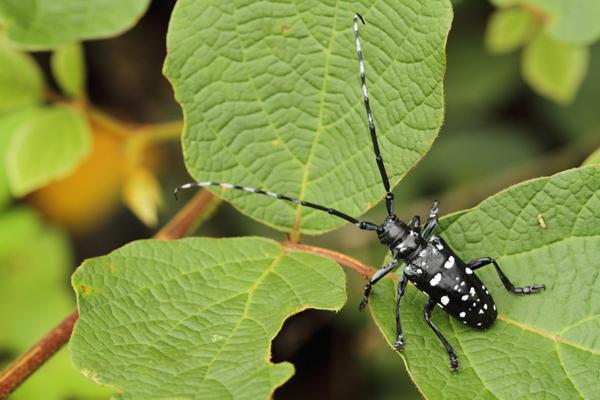 天牛蟋蟀知了小时候玩过的昆虫现在你还认识几个