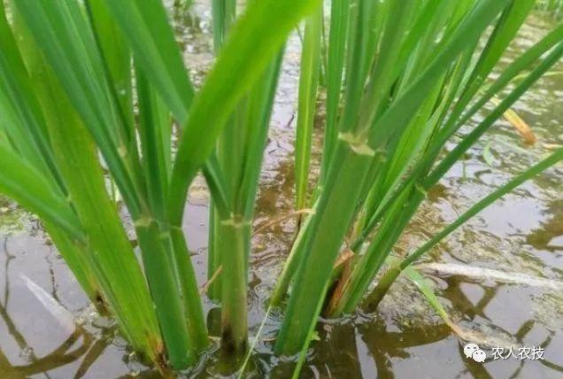 水稻穗期(拔节至抽穗)生长发育的过程及适宜环境条件有哪些?