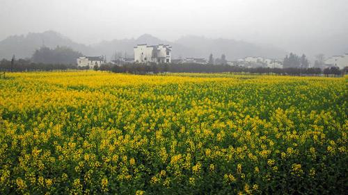 春天乡村美景图片_桃花柳树燕子春天图片大全