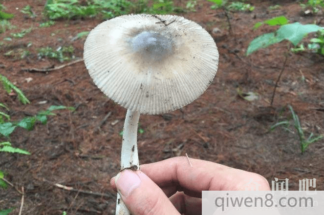 致命白毒伞——广东特有剧毒蘑菇