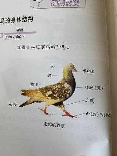 鸟的身体结构,鸟的繁殖