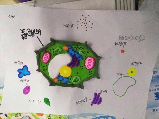 象山中学高一学生动植物细胞模型手工展