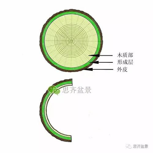 图解 盆景截口怎么处理的技术