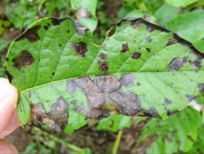 病虫害科普丨马铃薯早疫病的危害与防治