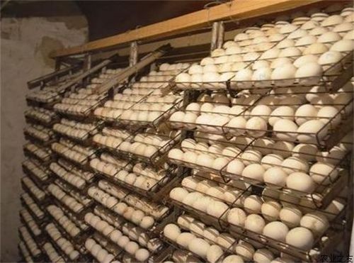 鹅蛋的自然孵化流程