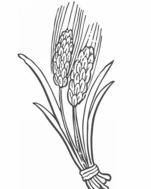 谷物之玉米简笔画要怎么画