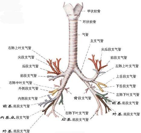 初学者3部曲支气管树胸部ct支气管镜技术内容太丰富了