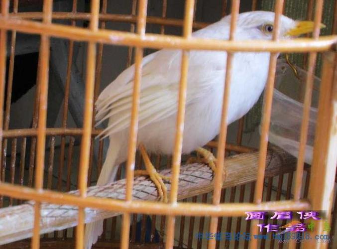 那里才有白色画眉鸟图