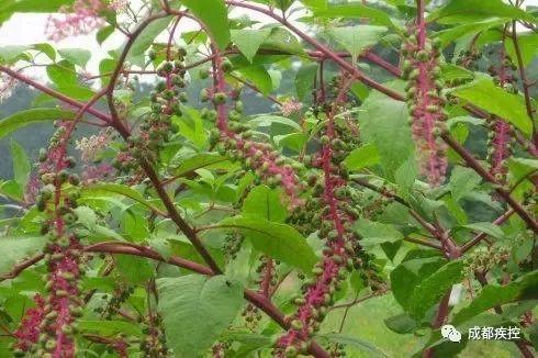 野洋参和红参叶