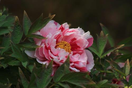 菏泽牡丹甲天下