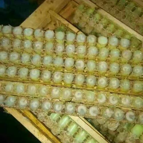 蜂皇浆 塑料瓶装 100% 2年