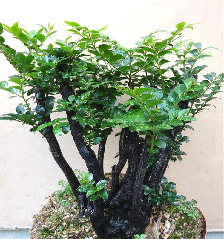 小叶紫檀,紫檀中的精品,好养又有格调的树桩盆景