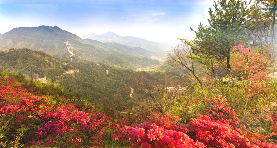 大别山 映山红遍马鬃岭