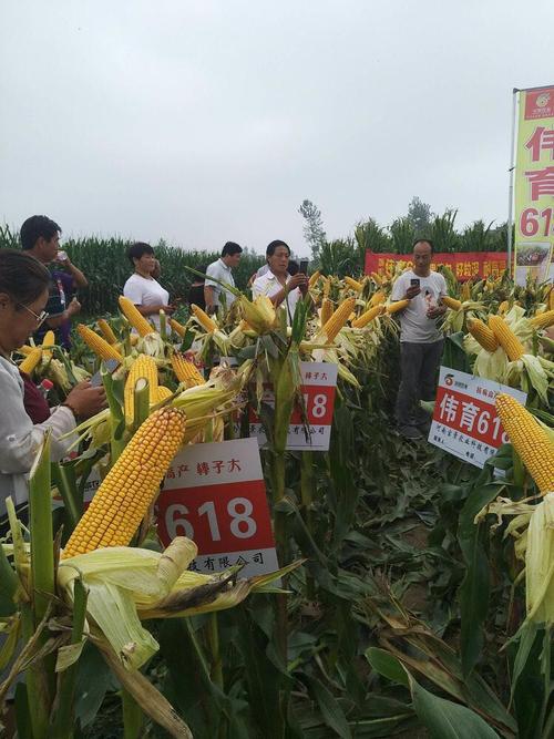 国审伟育618,高产丰收一枝花!