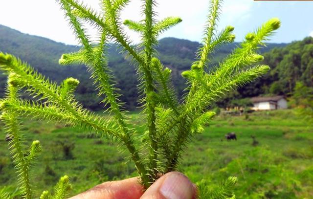 农村这野草叫"伸筋草",现有有药商专门收购,遇见请珍惜