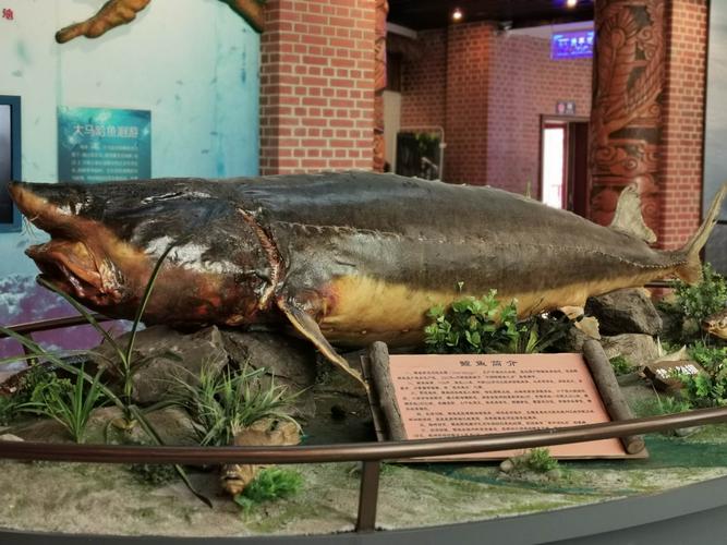 鱼博物馆展示了黑龙江,乌苏里江各种淡水鱼,最具有代表性是鳇鱼,这条