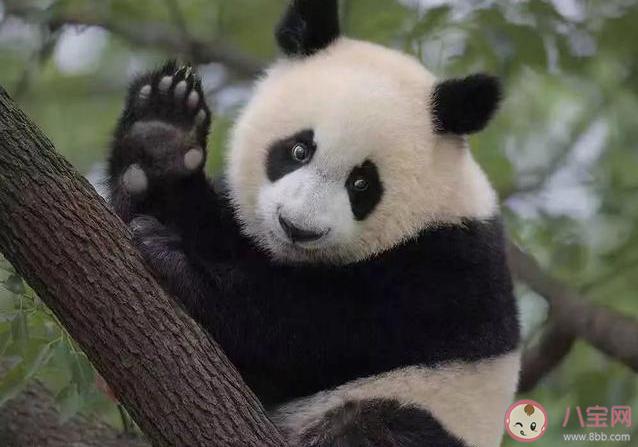 熊猫是有几根手指 关于大熊猫的冷知识分享