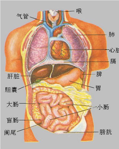 卫计委:将强制使用人体器官分配与共享系统