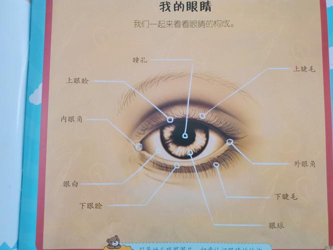 眼睛的结构