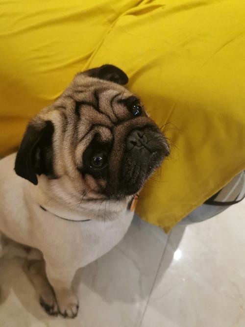 我家可爱的丑狗