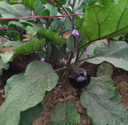 茄子种植:合理的整枝修剪,为茄子创造良好的生长条件