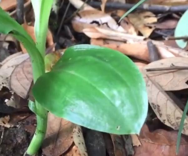 农村这种植物叶子像汤勺,俗称"矮胖儿",是一种很好的止血良药